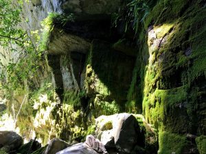 The reason it's called the Moss Garden.