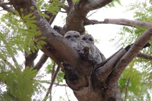 These feathered friends look like an owl but they are really a Tawny Frogmouth. They lack curved talons so their feet are weak. 