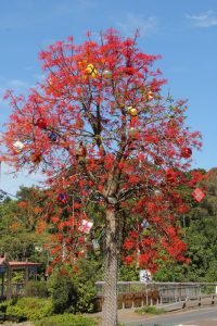 Maleny is ready for Christmas with this decorated Illawarra flame tree in the heart of town.