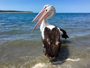 One reason pelicans fascinate us are that you can get so close to them. 