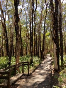 Banksia National Park was behind the Woodgate CP so we had a completely different walk from the shoreline one.