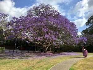A stunning Jacaranda in the park next to the Lambert's home in Coorparoo.