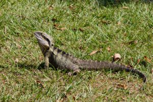 This male Eastern Water-Dragon was roaming through our caravan site. He was about two feet long and six inches tall.